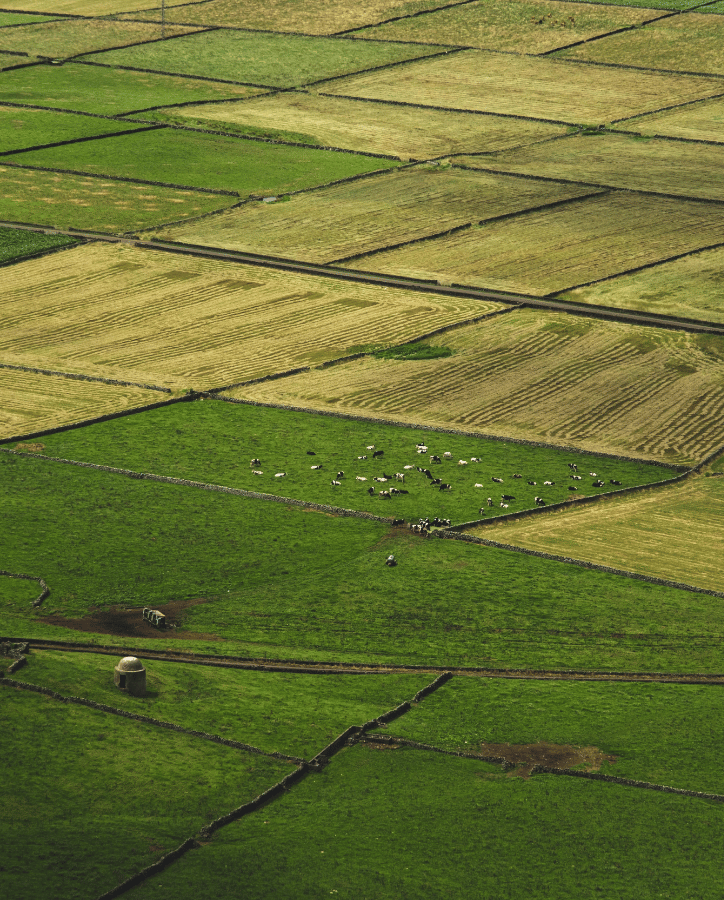 Campo-dehesa y plantaciones