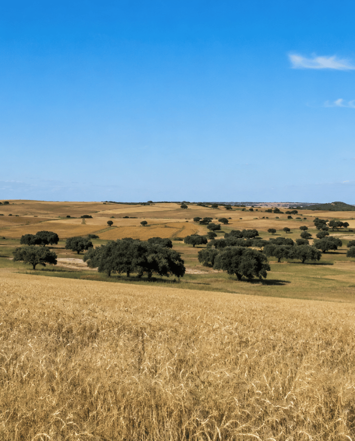 Campo dehesa y plantaciones en Salamanca