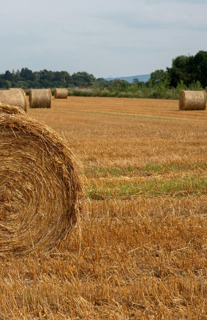 Campo salamanaca