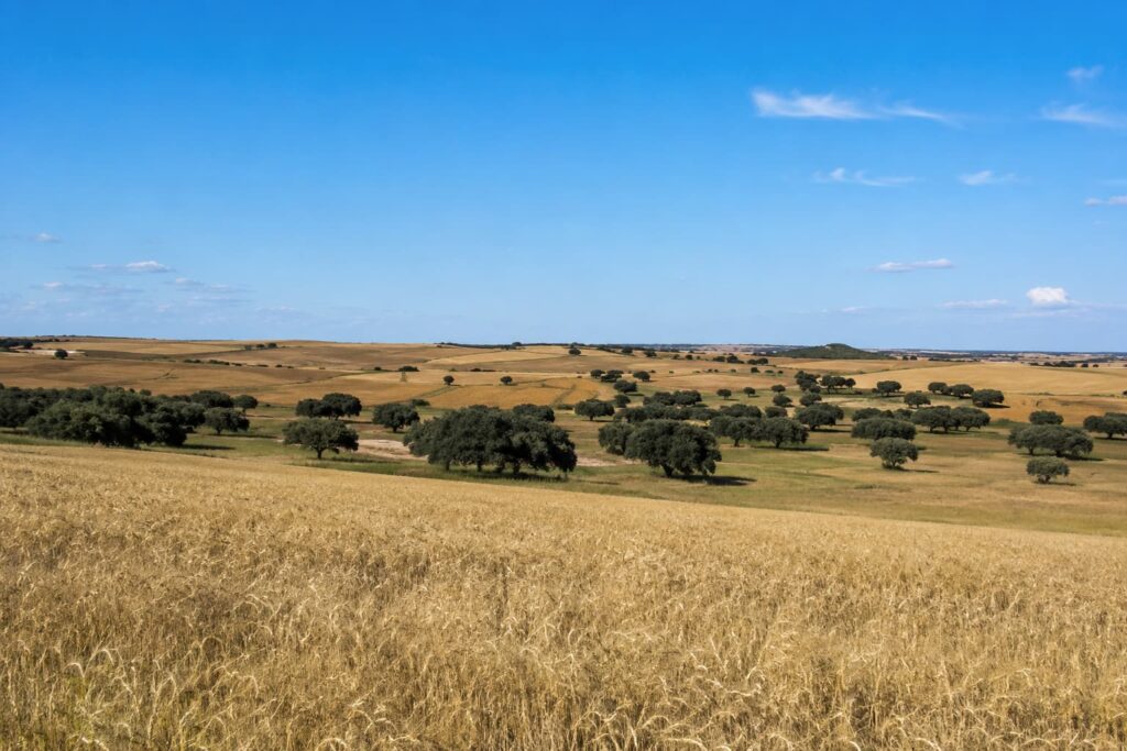 Dehesa y plantaciones en Salamanca