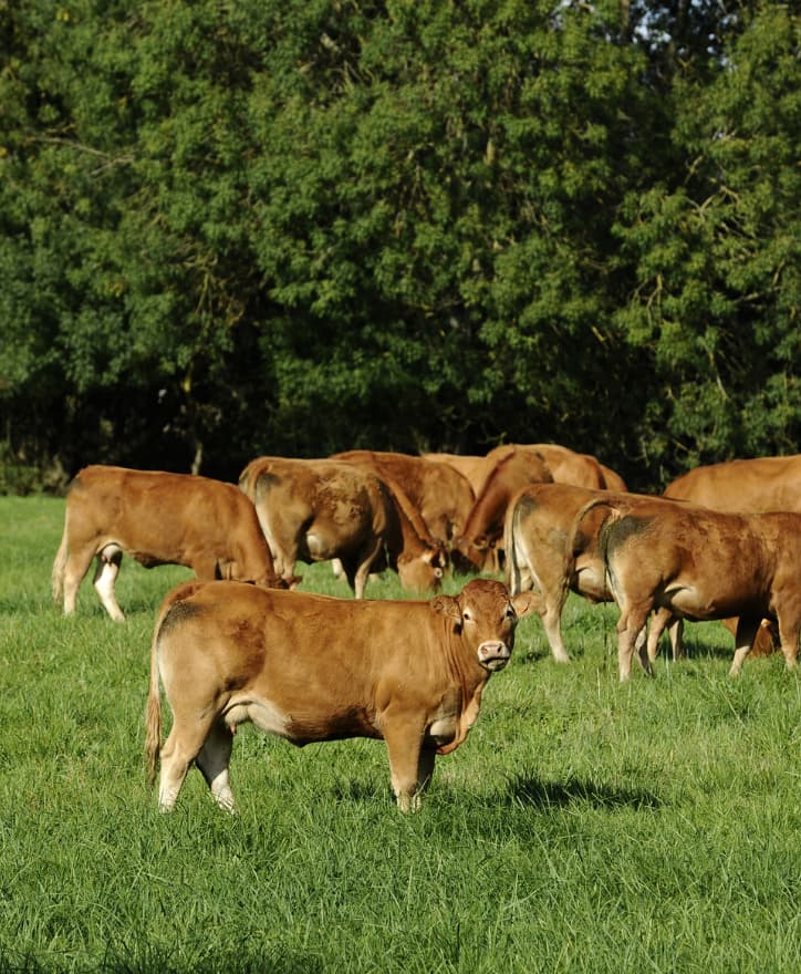 Ganado limusin en la finca los campijones-derechos pac