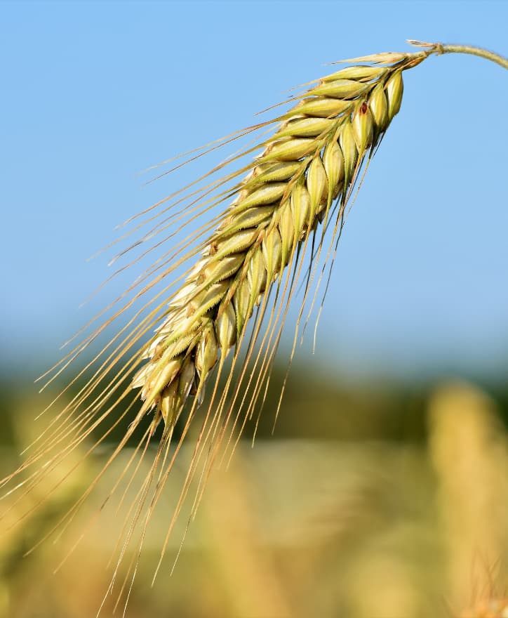 Plantaciones de cebada y trigo en salamanca