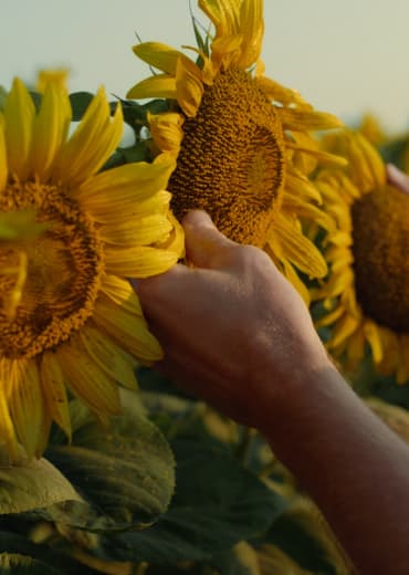 plantación de girasoles